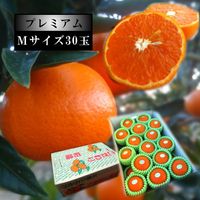 �ھ����ֹ棳������̪Ƿ˾���쥮��顼Ȣ���ͥ������������ץ�ߥ��ࡡ��������