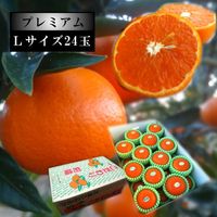 �ھ����ֹ棳������̪Ƿ˾���쥮��顼Ȣ���̥������������ץ�ߥ��ࡡ��������