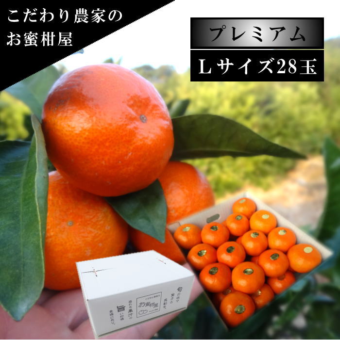 �ھ����ֹ棷������ͼ�Ƥ�ɱ����Υ��ե�Ȣ���̥������������ץ�ߥ��ࡡ��������