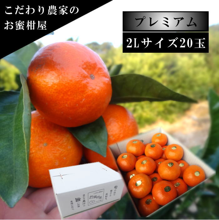 �ھ����ֹ棷������ͼ�Ƥ�ɱ����Υ��ե�Ȣ�����̥������������ץ�ߥ��ࡡ��������