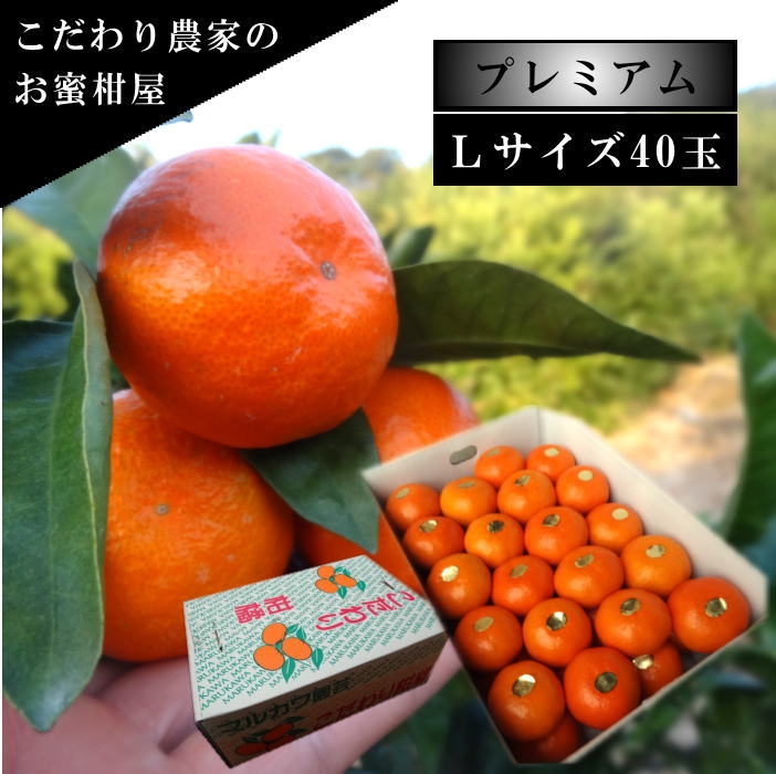 �ھ����ֹ棷������ͼ�Ƥ�ɱ���쥮��顼Ȣ���̥������������ץ�ߥ��ࡡ��������