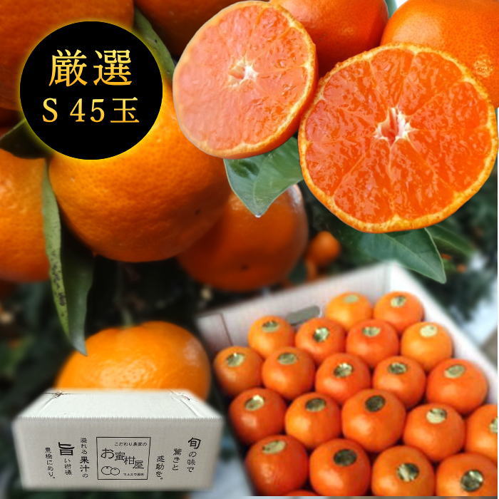 ھֹ棱̪ĴݡΥեȢӥץߥࡡ