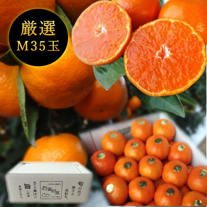 ھֹ棱̪ĴݡΥեȢͥץߥࡡ