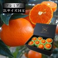 12月下旬～】蜜之望（津之望） | こだわり農家のお蜜柑屋本店
