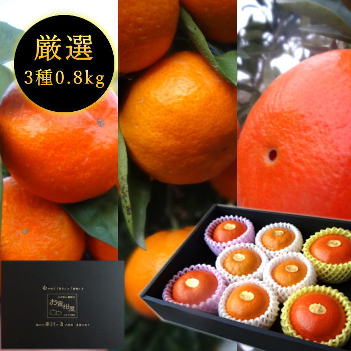 ھֹ棱ۡڥݥ10ܡ̪ۤŹĹθץߥ८ե-ˤ-ͤ碌βȢʾ 800g