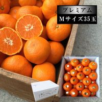 �ھ����ֹ棸�����۽���Ϻ����Υ��ե�Ȣ��M�������������ץ�ߥ��ࡡ������