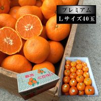 �ھ����ֹ棸�����۽���Ϻ���쥮��顼Ȣ���̥������������ץ�ߥ��ࡡ������