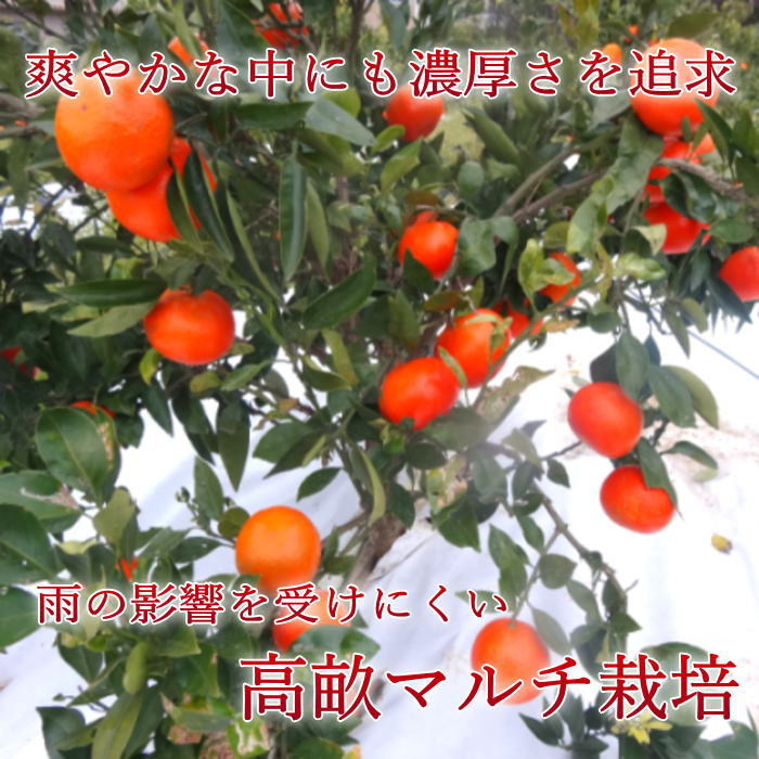 �ھ����ֹ棲�����۹ȥ����䡡��Υ��ե�Ȣ�����������硡��ͥ�����ʡ��󣳣����