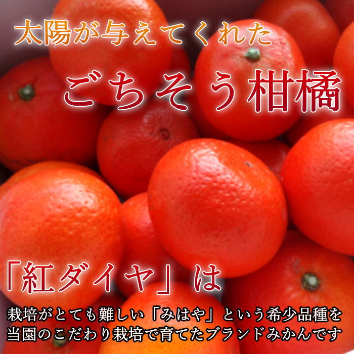 �ھ����ֹ棲�����۹ȥ����䡡��Υ��ե�Ȣ�����������硡��ͥ�����ʡ��󣳣����