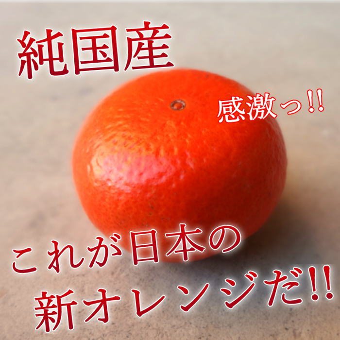 �ھ����ֹ棲�����۹ȥ����䡡���������硡�������ʡ��󣱡����������