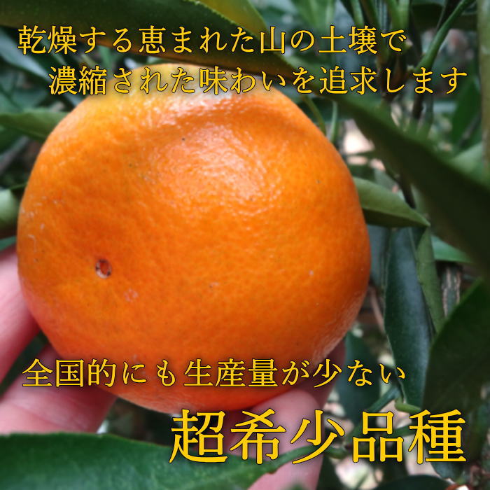 �ھ����ֹ棳�����ۼ��������쥮��顼Ȣ�����������ޤ����������ץ�ߥ��ࡡ�󣴣����