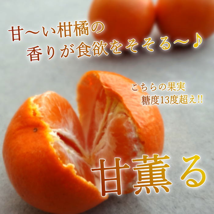 �ھ����ֹ棳������̪Ƿ˾�����β���Ȣ�����̥������������ץ�ߥ��ࡡ������