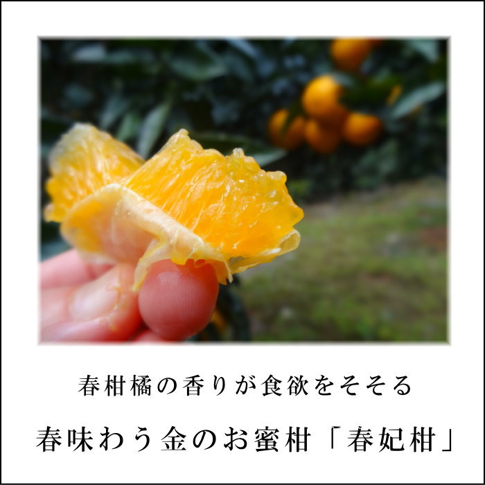 �ھ����ֹ棳�����۽��޴������β���Ȣ�����������ޤ����������ץ�ߥ��ࡡ�󣱡����������