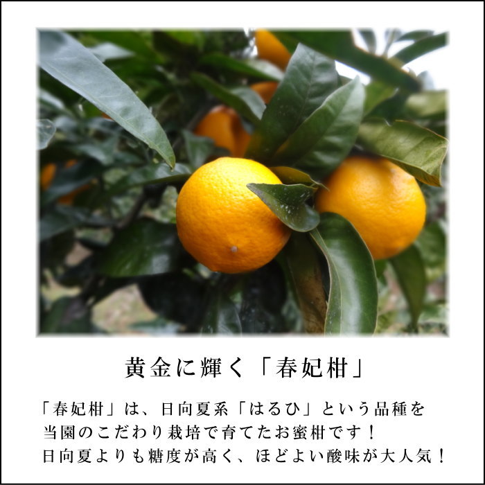 �ھ����ֹ棳�����۽��޴������β���Ȣ�����������ޤ����������ץ�ߥ��ࡡ�󣱡����������