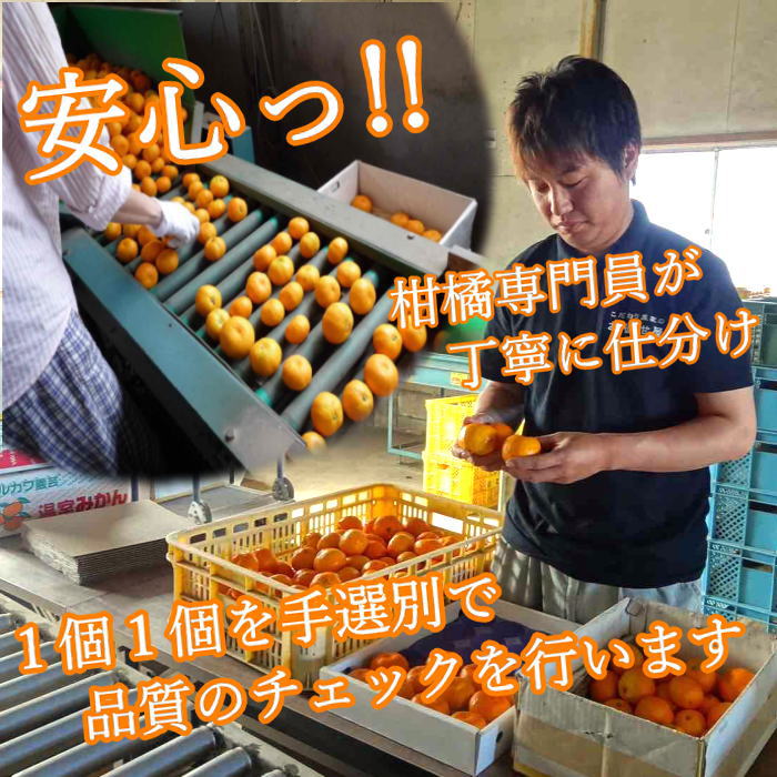 �ھ����ֹ棱����̪��������Υ��ե�Ȣ�����ӥ����������ʡ���������