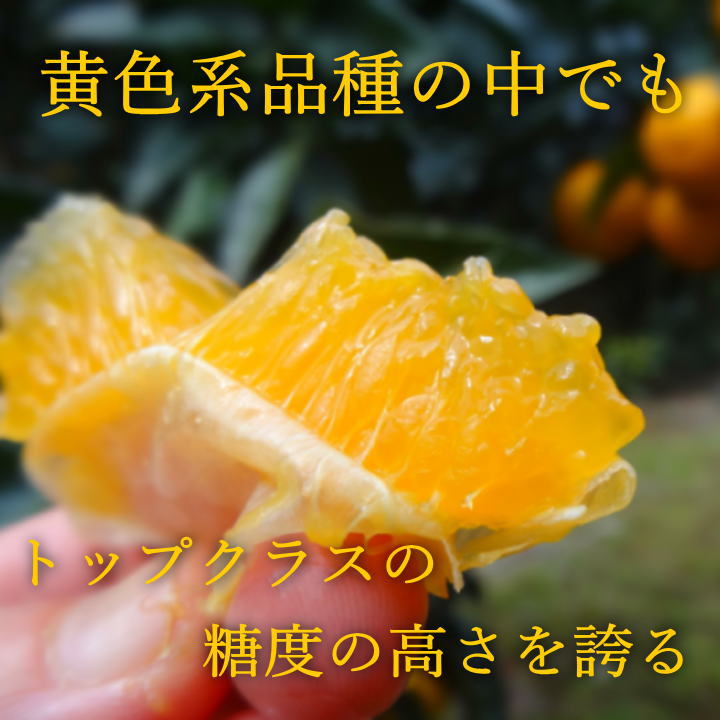 �ھ����ֹ棵�������ۡ�2/14���Ϥ�����۽ܤ���祳�äȵͤ��碌���͵����ʼ���β���Ȣ����ˡ��󣲡��������