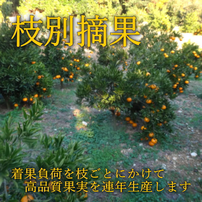 �ھ����ֹ棳�����ۼ���������Ȣ�����������硡��ͥ�����ʡ��󣲣����
