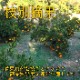 �ھ����ֹ棳�����ۼ���������Ȣ�����������硡��ͥ�����ʡ��󣲣����