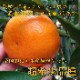 �ھ����ֹ棳�����ۼ���������Ȣ�����������硡��ͥ�����ʡ��󣲣����