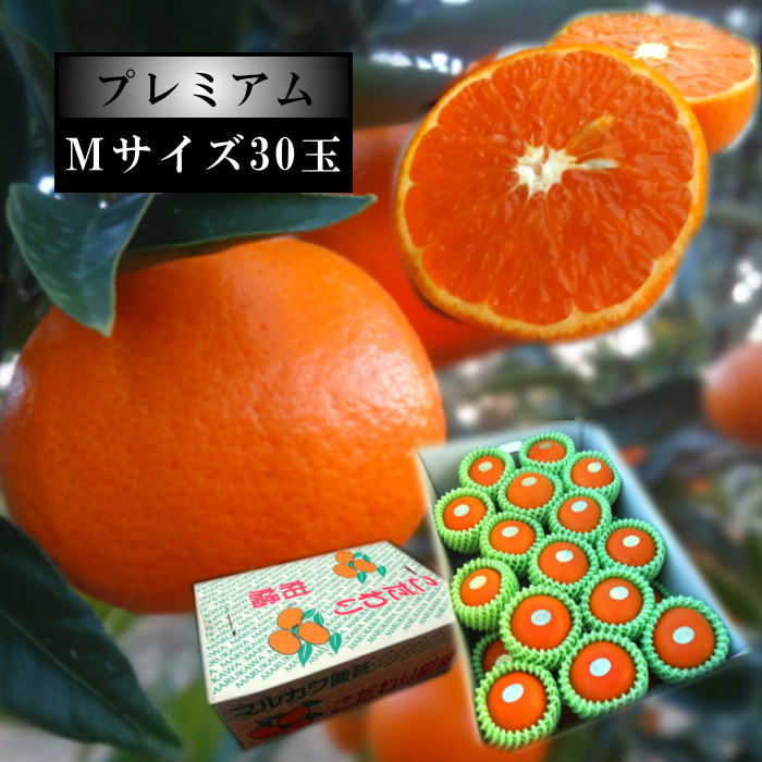 �ھ����ֹ棳������̪Ƿ˾���쥮��顼Ȣ���ͥ������������ץ�ߥ��ࡡ��������