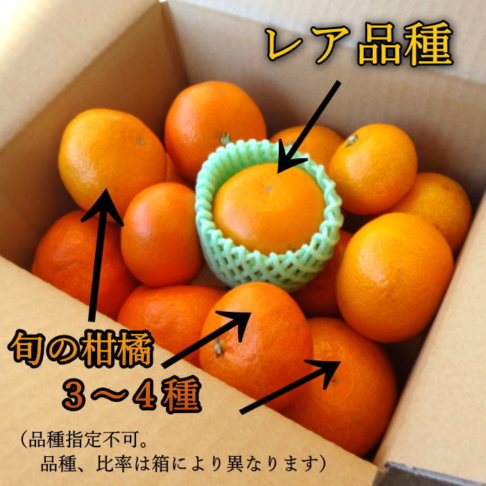 ھֹ棲ۡڿǯα/̡ۤΤߤʡ2025-IRODORI-Ȣ硡ѡ󣲣