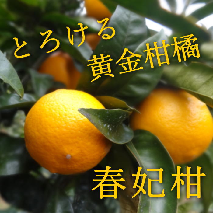 ھֹ棲ۡڿǯα/̡ۤΤߤʡ2025-IRODORI-Ȣ硡ѡ󣲣