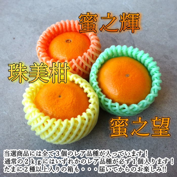 ھֹ棲ۡڿǯα/̡ۤΤߤʡ2025-IRODORI-Ȣ硡ѡ󣲣