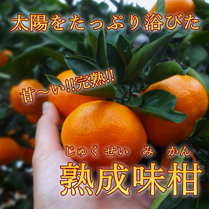 ھֹ棲ۡڿǯα/̡ۤΤߤʡ2025-IRODORI-Ȣ硡ѡ󣲣