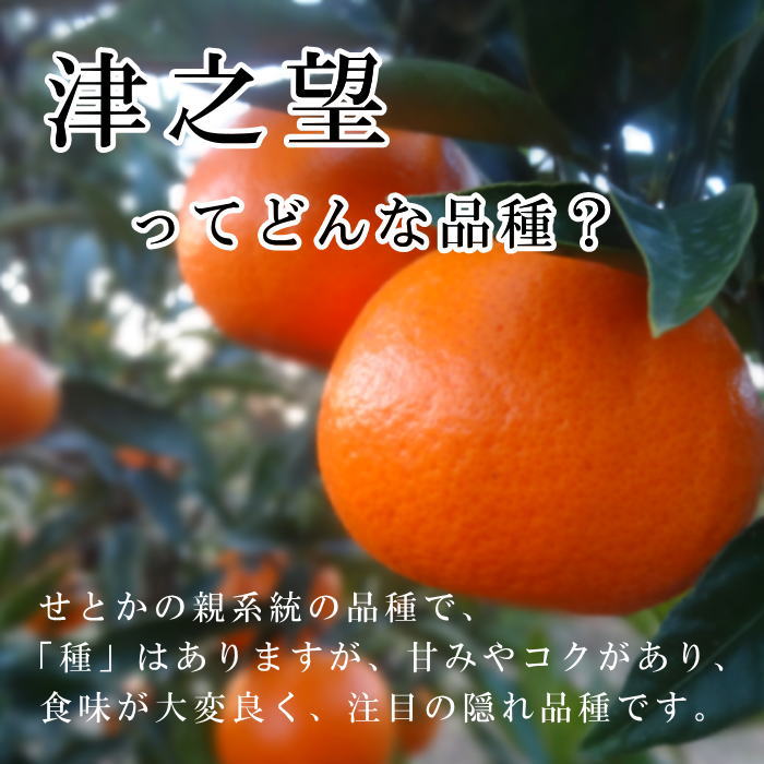 ھֹ棲ۡڿǯα/̡ۤΤߤʡ2025-IRODORI-Ȣ硡ѡ󣲣