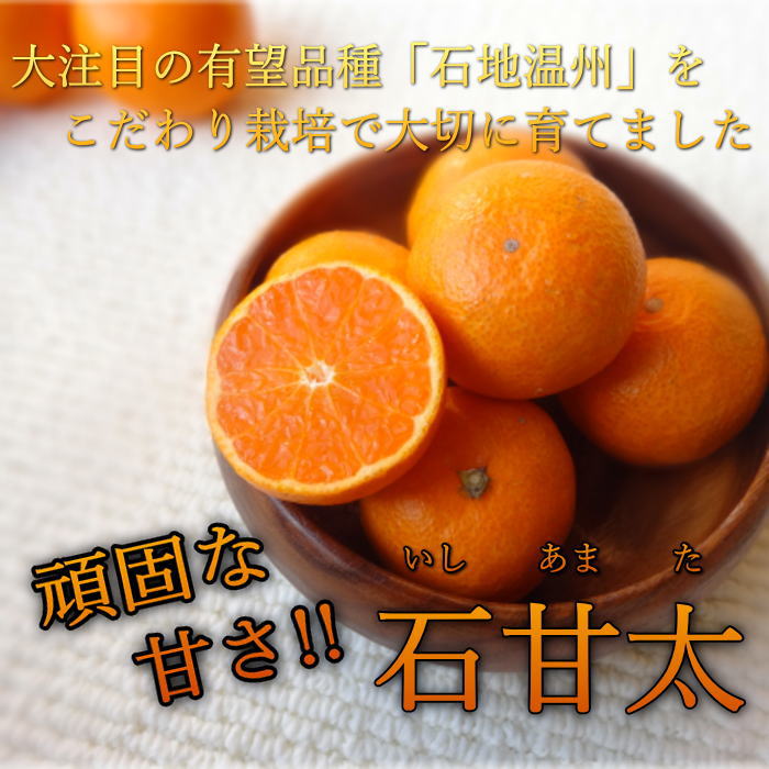 ھֹ棲ۡڿǯα/̡ۤΤߤʡ2025-IRODORI-Ȣ硡ѡ󣲣