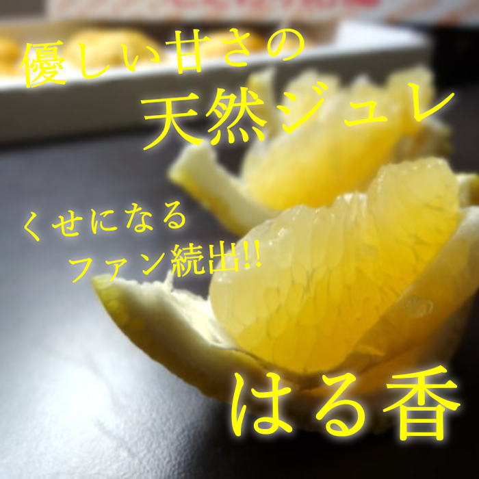 ھֹ棲ۡڿǯα/̡ۤΤߤʡ2025-IRODORI-Ȣ硡ѡ󣲣