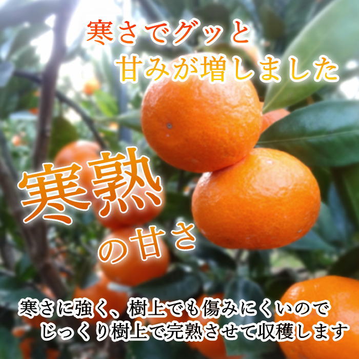 ھֹ棲ۡڿǯα/̡ۤΤߤʡ2025-IRODORI-Ȣ硡ѡ󣲣