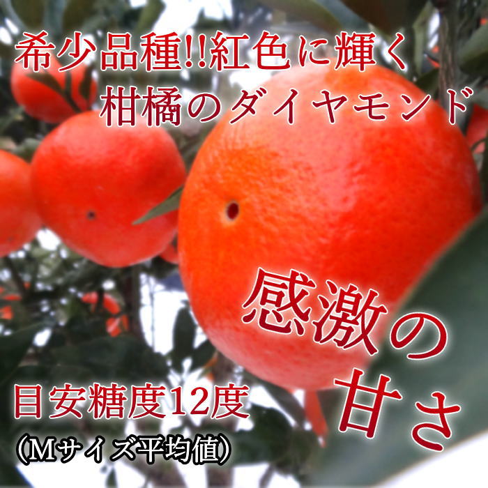 ھֹ棲ۡڿǯα/̡ۤΤߤʡ2025-IRODORI-Ȣ硡ѡ󣲣