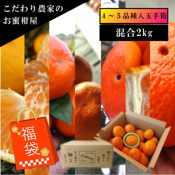 ھֹ棲ۡڿǯα/̡ۤΤߤʡ2025-IRODORI-Ȣ硡ѡ󣲣