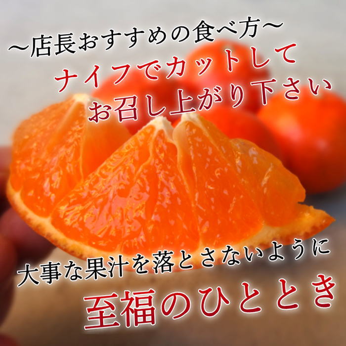 ھֹ棲ۡڿǯα/̡ۤΤߤʡ2025-IRODORI-Ȣ硡ѡ󣲣