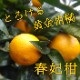 ھֹ棲ۡڿǯα/̡ۤΤߤʡ2025-IRODORI-Ȣ硡ѡ󣲣