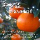 ھֹ棲ۡڿǯα/̡ۤΤߤʡ2025-IRODORI-Ȣ硡ѡ󣲣