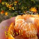 ھֹ棲ۡڿǯα/̡ۤΤߤʡ2025-IRODORI-Ȣ硡ѡ󣲣