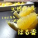 ھֹ棲ۡڿǯα/̡ۤΤߤʡ2025-IRODORI-Ȣ硡ѡ󣲣