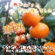ھֹ棲ۡڿǯα/̡ۤΤߤʡ2025-IRODORI-Ȣ硡ѡ󣲣