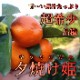 ھֹ棲ۡڿǯα/̡ۤΤߤʡ2025-IRODORI-Ȣ硡ѡ󣲣