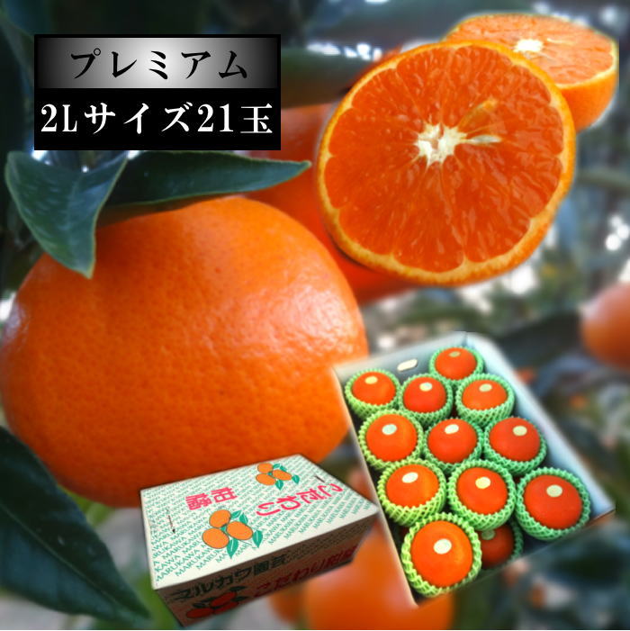 �ھ����ֹ棳������̪Ƿ˾���쥮��顼Ȣ�����̥������������ץ�ߥ��ࡡ��������