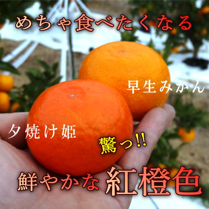�ھ����ֹ棷������ͼ�Ƥ�ɱ���쥮��顼Ȣ�����������硡��ͥ���硡�󣵣����