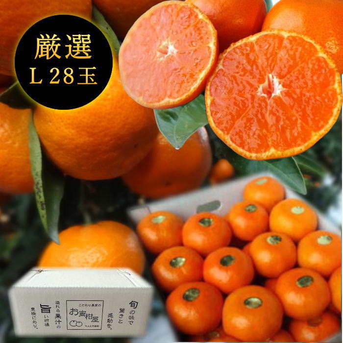 �ھ����ֹ棱�����ۡڥݥ����5�ܡ�̪�Ĵݡ���Υ��ե�Ȣ���̥������������ץ�ߥ��ࡡ��������