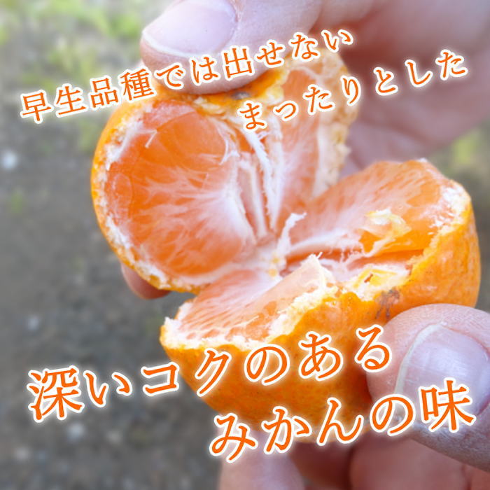 �ھ����ֹ棵�������д�������β���Ȣ���̥������������ץ�ߥ��ࡡ������