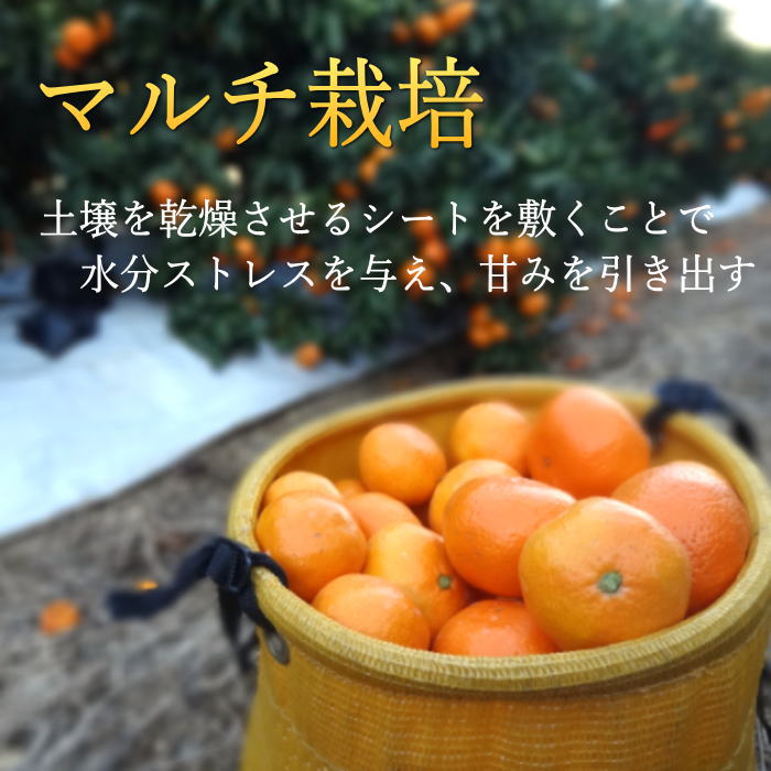 �ھ����ֹ棵�������д�������β���Ȣ���̥������������ץ�ߥ��ࡡ������