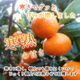 �ھ����ֹ棵�������д�������β���Ȣ���̥������������ץ�ߥ��ࡡ������