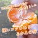 �ھ����ֹ棵�������д�������β���Ȣ���̥������������ץ�ߥ��ࡡ������
