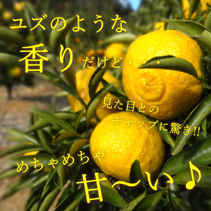 �ھ����ֹ棳�����ۤϤ�ᡡ���β���Ȣ����ˡ����������ޤ����������ץ�ߥ��ࡡ�󣲡��������