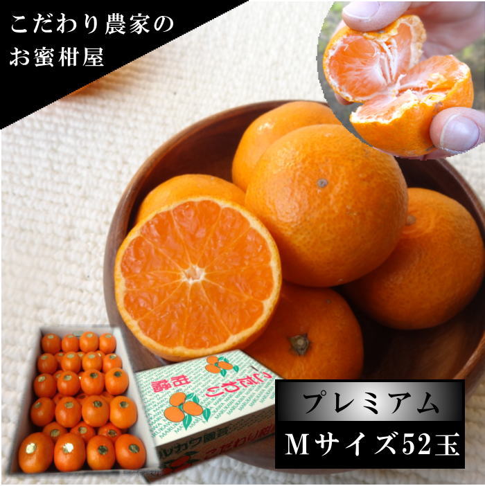 �ھ����ֹ棵�������д������쥮��顼Ȣ���ͥ������������ץ�ߥ��ࡡ������